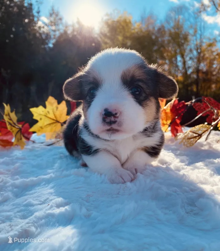 Toby, a male Pembroke Welsh Corgi for sale in Chetek, WI – Photo 1 of 4