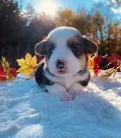Toby, a male Pembroke Welsh Corgi for sale in Chetek, WI – Photo 1 of 4