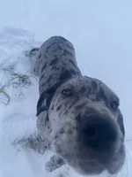 Maximus, a male Great Dane for sale in Chetek, WI – Photo 3 of 4