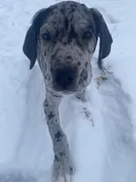 Maximus, a male Great Dane for sale in Chetek, WI – Photo 1 of 4