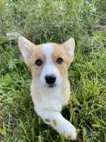 Wally, a male Pembroke Welsh Corgi for sale in Chetek, WI – Photo 2 of 4