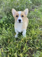 Wally, a male Pembroke Welsh Corgi for sale in Chetek, WI – Photo 1 of 4