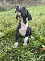 Minnie, a female Great Dane for sale in Chetek, WI – Photo 2 of 3