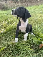 Minnie, a female Great Dane for sale in Chetek, WI – Photo 3 of 3