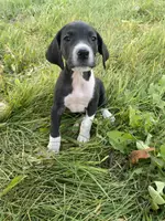 Minnie, a female Great Dane for sale in Chetek, WI – Photo 1 of 3