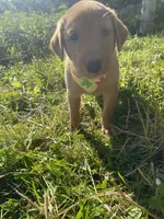 Bob, a male Labrador Retriever for sale in Chetek, WI – Photo 2 of 2