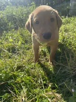 Bob, a male Labrador Retriever for sale in Chetek, WI – Photo 1 of 2