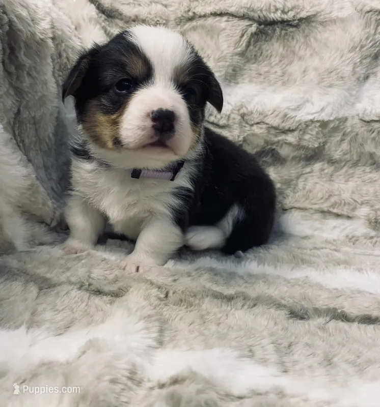 Piper, a female Pembroke Welsh Corgi for sale in Chetek, WI – Photo 1 of 2