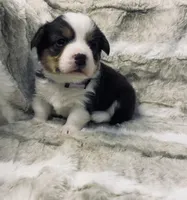 Piper, a female Pembroke Welsh Corgi for sale in Chetek, WI – Photo 1 of 2