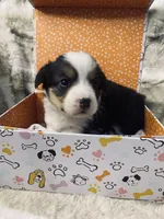 Piper, a female Pembroke Welsh Corgi for sale in Chetek, WI – Photo 2 of 2