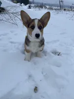 Alvin, a male Pembroke Welsh Corgi for sale in Chetek, WI – Photo 1 of 3