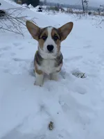 Alvin, a male Pembroke Welsh Corgi for sale in Chetek, WI – Photo 3 of 3