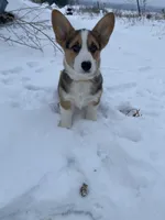 Alvin, a male Pembroke Welsh Corgi for sale in Chetek, WI – Photo 2 of 3