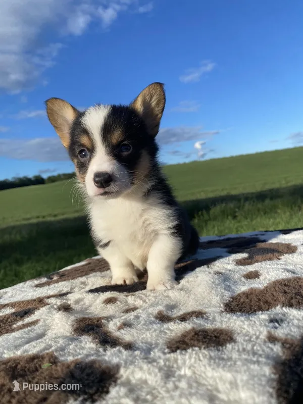 Lucy, a female Pembroke Welsh Corgi for sale in Chetek, WI – Photo 1 of 6