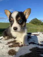 Lucy, a female Pembroke Welsh Corgi for sale in Chetek, WI – Photo 2 of 6
