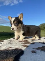 Lucy, a female Pembroke Welsh Corgi for sale in Chetek, WI – Photo 3 of 6