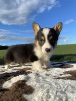 Lucy, a female Pembroke Welsh Corgi for sale in Chetek, WI – Photo 4 of 6