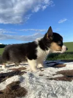 Lucy, a female Pembroke Welsh Corgi for sale in Chetek, WI – Photo 6 of 6