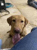 Wednesday , a female Labrador Retriever for sale in Chetek, WI – 2 of 2