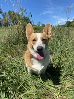 Charlotte, a female Pembroke Welsh Corgi for sale in Chetek, WI – Photo 4 of 4