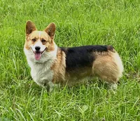 Charlotte, a female Pembroke Welsh Corgi for sale in Chetek, WI – Photo 3 of 4