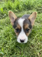 Charlotte, a female Pembroke Welsh Corgi for sale in Chetek, WI – Photo 2 of 4