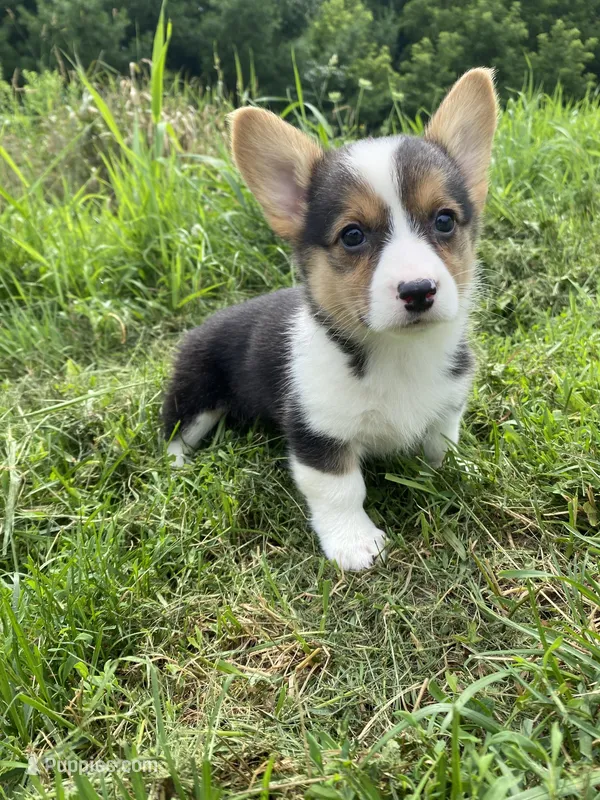 Charlotte, a female Pembroke Welsh Corgi for sale in Chetek, WI – Photo 1 of 4