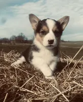 Daisy, a female Pembroke Welsh Corgi for sale in Chetek, WI – Photo 2 of 4