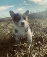 Daisy, a female Pembroke Welsh Corgi for sale in Chetek, WI – Photo 1 of 4