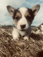 Daisy, a female Pembroke Welsh Corgi for sale in Chetek, WI – Photo 3 of 4