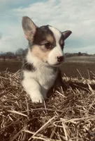 Daisy, a female Pembroke Welsh Corgi for sale in Chetek, WI – Photo 4 of 4