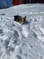 Ford, a male Pembroke Welsh Corgi for sale in Chetek, WI – Photo 5 of 7