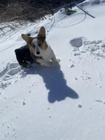 Ford, a male Pembroke Welsh Corgi for sale in Chetek, WI – Photo 7 of 7