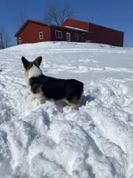 Ford, a male Pembroke Welsh Corgi for sale in Chetek, WI – Photo 3 of 7