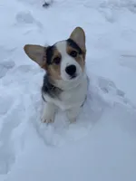 Ford, a male Pembroke Welsh Corgi for sale in Chetek, WI – Photo 1 of 3
