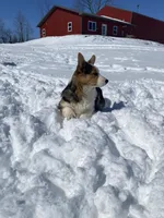 Ford, a male Pembroke Welsh Corgi for sale in Chetek, WI – Photo 2 of 7