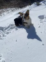 Ford, a male Pembroke Welsh Corgi for sale in Chetek, WI – Photo 6 of 7