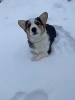 Ford, a male Pembroke Welsh Corgi for sale in Chetek, WI – Photo 3 of 3