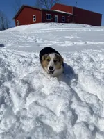 Ford, a male Pembroke Welsh Corgi for sale in Chetek, WI – Photo 4 of 7