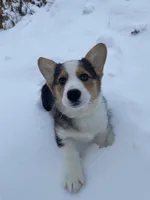 Ford, a male Pembroke Welsh Corgi for sale in Chetek, WI – Photo 2 of 3