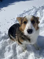 Ford, a male Pembroke Welsh Corgi for sale in Chetek, WI – Photo 1 of 7