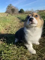 Minnie, a female Pembroke Welsh Corgi for sale in Chetek, WI – Photo 3 of 4