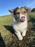 Minnie, a female Pembroke Welsh Corgi for sale in Chetek, WI – Photo 2 of 4