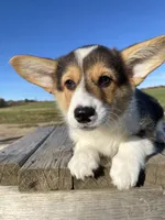 Minnie, a female Pembroke Welsh Corgi for sale in Chetek, WI – Photo 1 of 4