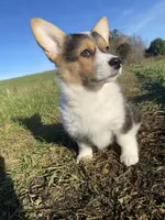 Minnie, a female Pembroke Welsh Corgi for sale in Chetek, WI – Photo 4 of 4