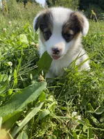 Mitsy, a female Pembroke Welsh Corgi for sale in Chetek, WI – Photo 2 of 3