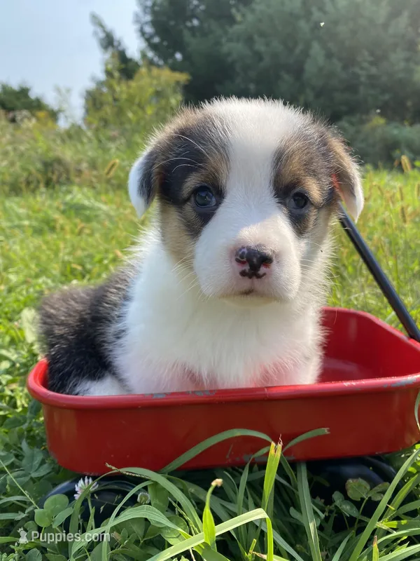 Mitsy, a female Pembroke Welsh Corgi for sale in Chetek, WI – Photo 1 of 3