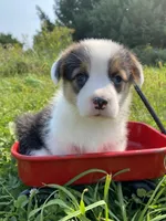 Mitsy, a female Pembroke Welsh Corgi for sale in Chetek, WI – Photo 1 of 3