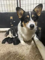 Mitsy, a female Pembroke Welsh Corgi for sale in Chetek, WI – Photo 3 of 3