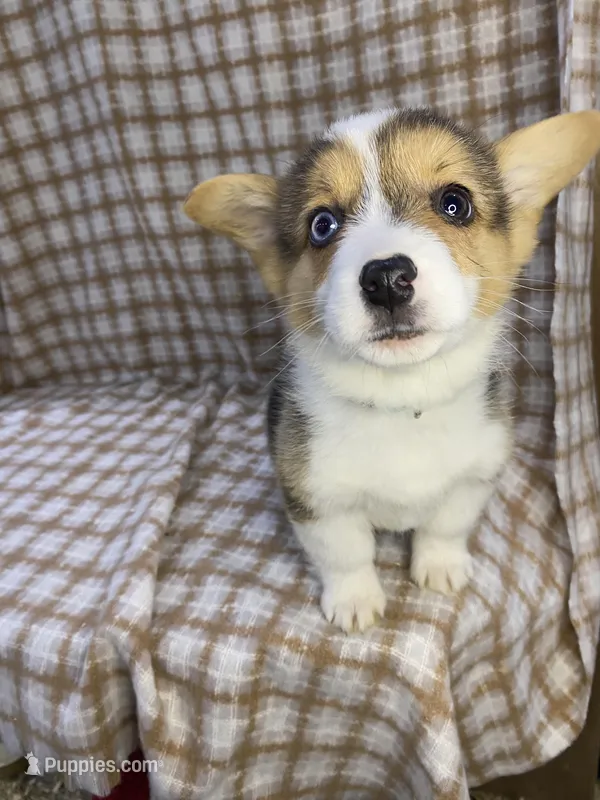 Alvin, a male Pembroke Welsh Corgi for sale in Chetek, WI – Photo 1 of 2